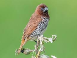 Attēlu rezultāti vaicājumam “Mollisia uda”