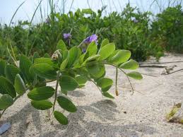 Attēlu rezultāti vaicājumam “Lathyrus japonicus subsp. maritimus fruit”