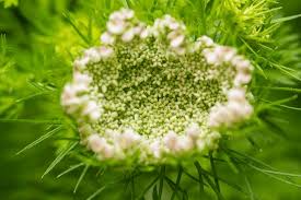 Attēlu rezultāti vaicājumam “Daucus sativus flower”