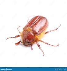 Attēlu rezultāti vaicājumam “Amphimallon solstitiale imago”