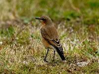 Attēlu rezultāti vaicājumam “Oenanthe oenanthe juvenile”