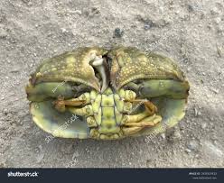 Image result for Metacarcinus magister