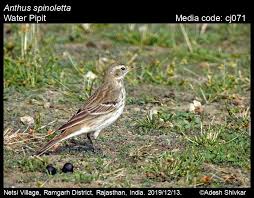 Image result for Anthus spinoletta