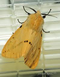 Attēlu rezultāti vaicājumam “Spilosoma lutea imago”