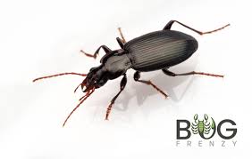 Attēlu rezultāti vaicājumam “Carabidae”