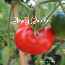 Afbeeldingsresultaat voor bloody butcher tomato