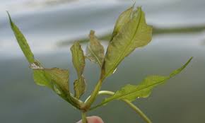 Attēlu rezultāti vaicājumam “Potamogeton lucens leaf”