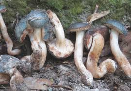 Attēlu rezultāti vaicājumam “Boletales”