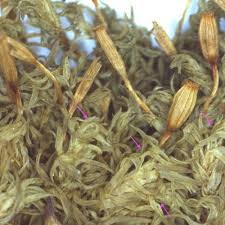 Attēlu rezultāti vaicājumam “Orthotrichum speciosum sporophyte”