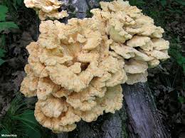 Attēlu rezultāti vaicājumam “Laetiporus sulphureus”