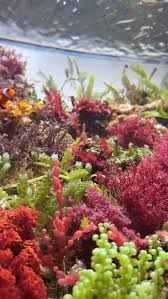 Attēlu rezultāti vaicājumam “Lycogala botrydium macro”