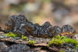 Attēlu rezultāti vaicājumam “Exidia glandulosa”