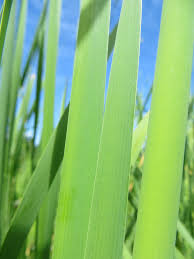 Attēlu rezultāti vaicājumam “Typha latifolia fruit”