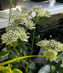 Attēlu rezultāti vaicājumam “Astrantia major”