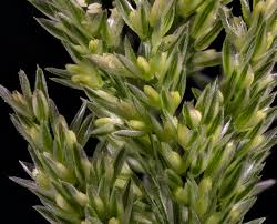 Attēlu rezultāti vaicājumam “Polypogon tentacularius”