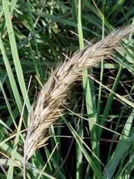 Attēlu rezultāti vaicājumam “Calamagrostis canescens leaf”