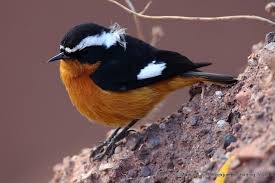 Image result for Phoenicurus moussieri