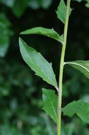 Attēlu rezultāti vaicājumam “Hieracium laevigatum”