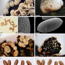 Attēlu rezultāti vaicājumam “Physarum ovisporum spores”