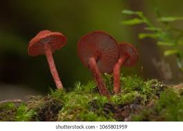 Attēlu rezultāti vaicājumam “Cortinarius sanguineus”