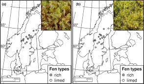 Attēlu rezultāti vaicājumam “Scorpidium cossonii”