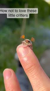 Attēlu rezultāti vaicājumam “Melolontha melolontha”