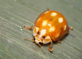 Attēlu rezultāti vaicājumam “Calvia decemguttata imago”