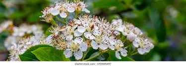 Attēlu rezultāti vaicājumam “Aronia melanocarpa flower”