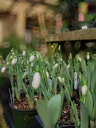 Attēlu rezultāti vaicājumam “Galanthus nivalis fruit”