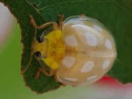 Attēlu rezultāti vaicājumam “Halyzia sedecimguttata”