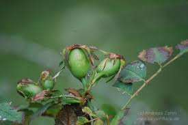Attēlu rezultāti vaicājumam “Rosa subcanina”