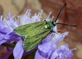 Attēlu rezultāti vaicājumam “Adscita statices”