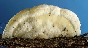 Attēlu rezultāti vaicājumam “Antrodiella semisupina”