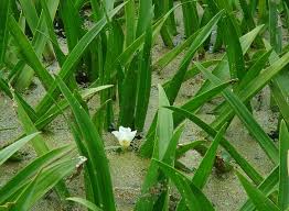 Attēlu rezultāti vaicājumam “Stratiotes aloides flower”