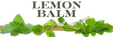 Attēlu rezultāti vaicājumam “Melissa officinalis leaf”