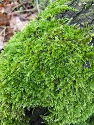 Attēlu rezultāti vaicājumam “Hypnum cupressiforme var. lacunosum”