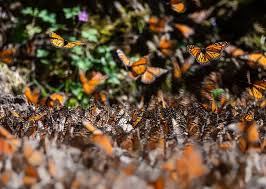 Image result for monarch butterfly