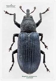 Attēlu rezultāti vaicājumam “Magdalis sp.”