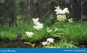 Attēlu rezultāti vaicājumam “Filipendula vulgaris leaf”