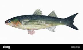 Image result for Mugil liza