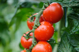 Attēlu rezultāti vaicājumam “Lycopersicon esculentum”