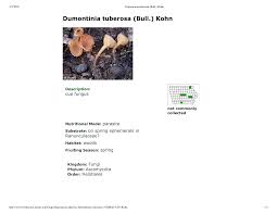 Attēlu rezultāti vaicājumam “Dumontinia tuberosa”