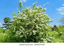 Attēlu rezultāti vaicājumam “Spiraea chamaedryfolia”