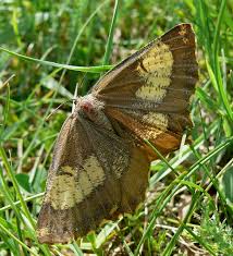 Attēlu rezultāti vaicājumam “Angerona prunaria”