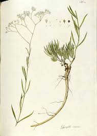 Attēlu rezultāti vaicājumam “Gypsophila fastigiata”