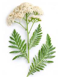 Attēlu rezultāti vaicājumam “Achillea millefolium leaf”