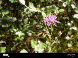 Attēlu rezultāti vaicājumam “Centaurea scabiosa bud”