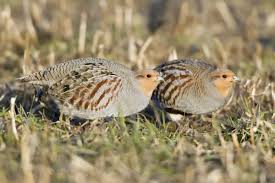 Attēlu rezultāti vaicājumam “Perdix perdix”