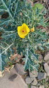 Attēlu rezultāti vaicājumam “Papaver argemone leaf”