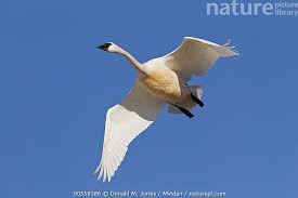 Attēlu rezultāti vaicājumam “Cygnus columbianus”